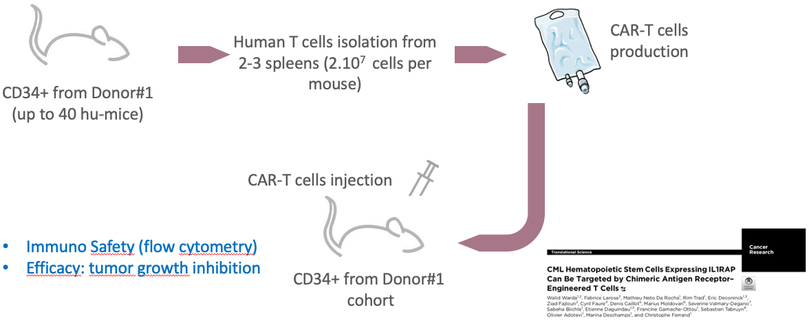CAR-T cells and hu-mouse models