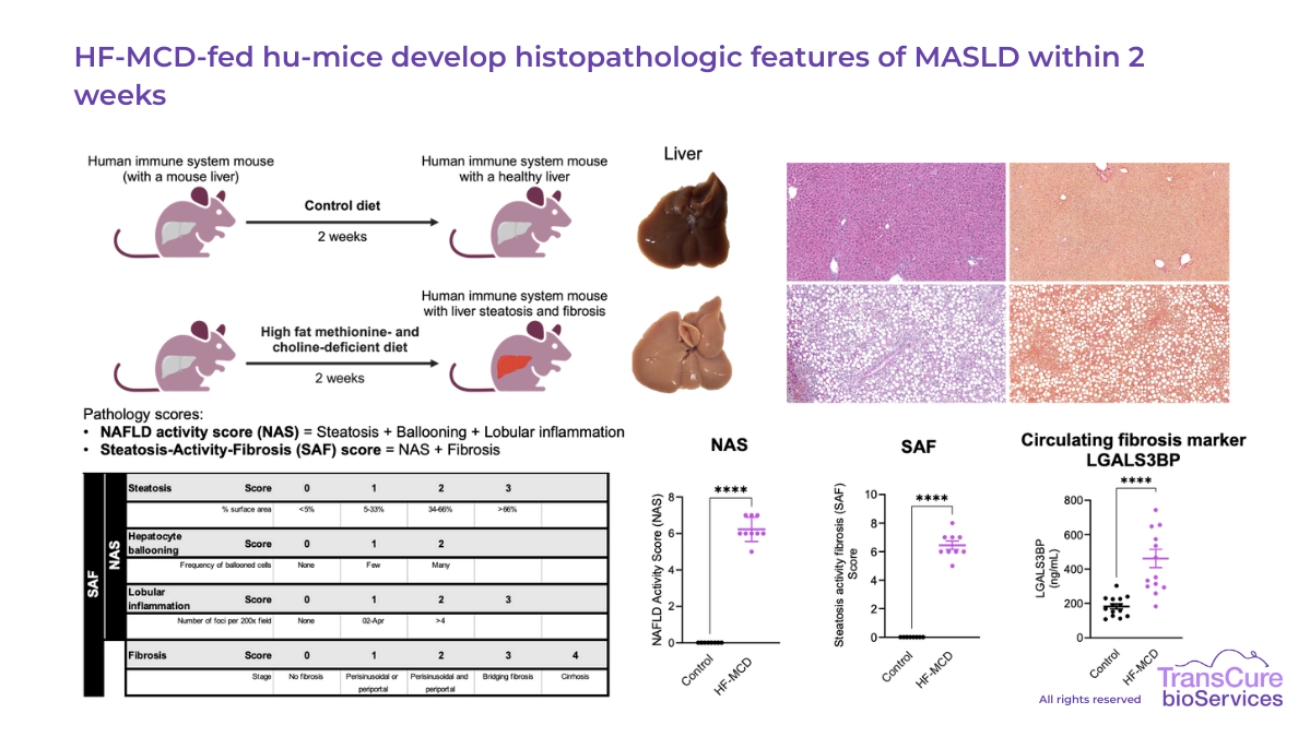 HF-MCD-fed hu-mice develop histopathologic features of MASLD within 2 weeks