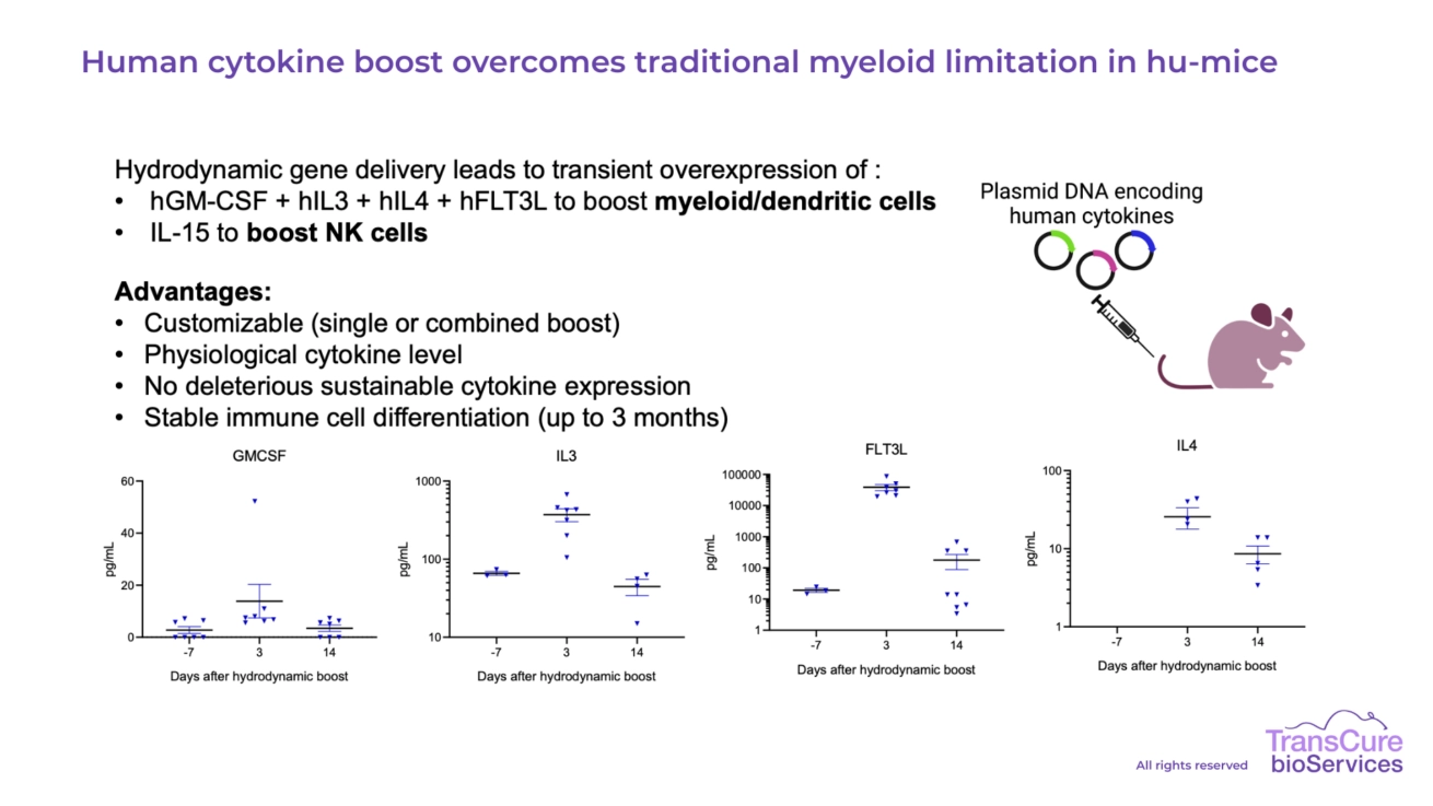 Human cytokine boost overcomes traditional myeloid limitation in hu-mice