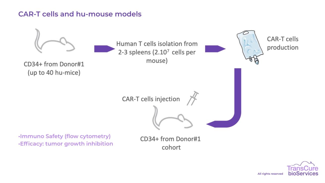 CAR-T cells and hu-mouse models