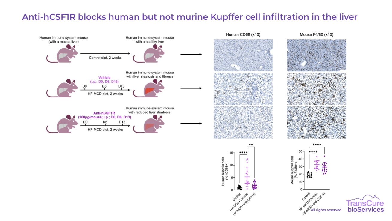 Anti-hCSF1R blocks human but not murine Kupffer cell infiltration in the liver