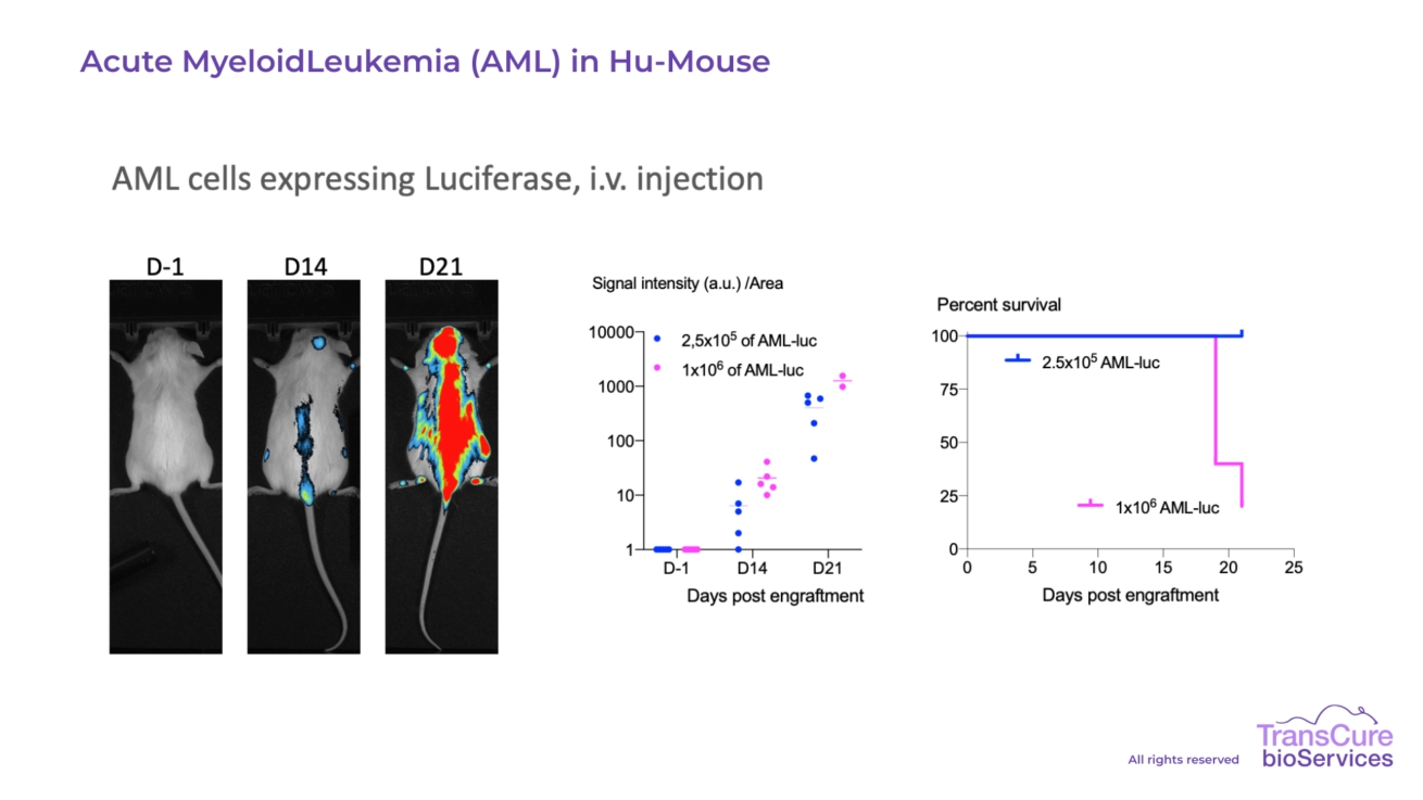 Acute Myeloid Leukemia (AML) in Hu-Mouse