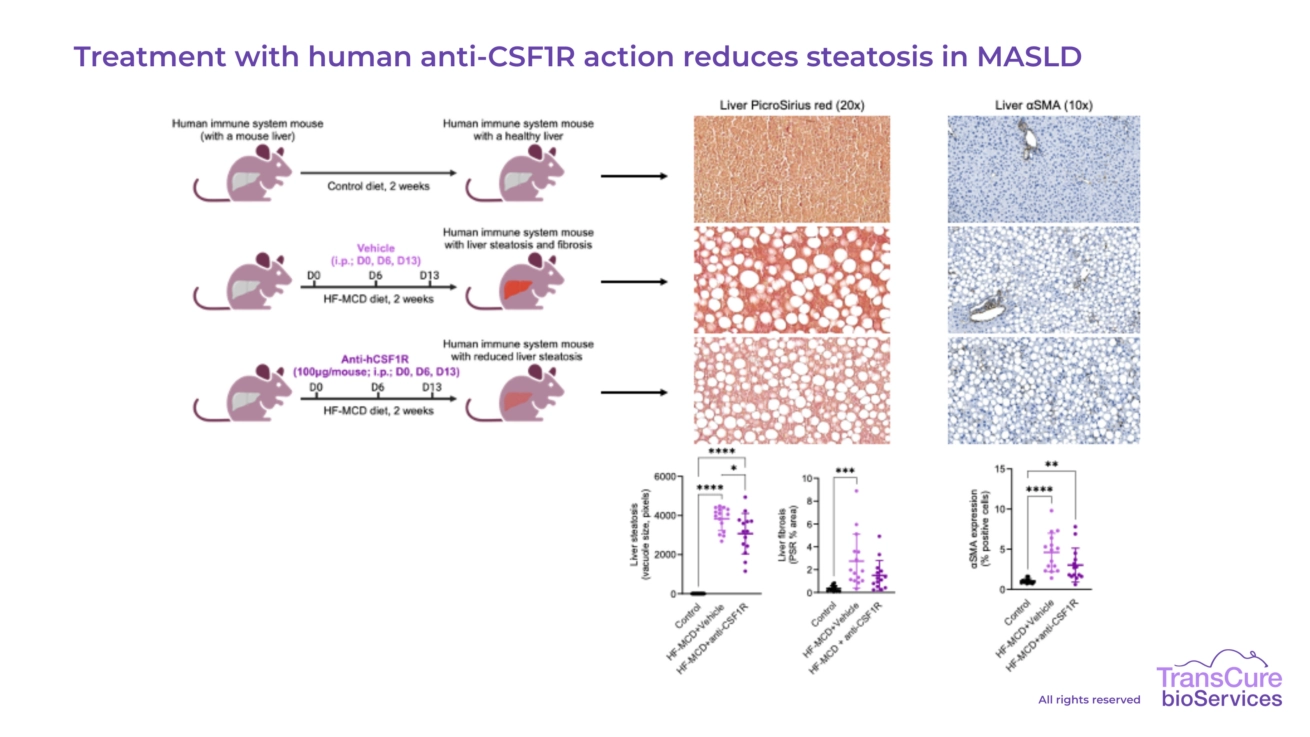 Treatment with human anti-CSF1R action reduces steatosis in MASLD