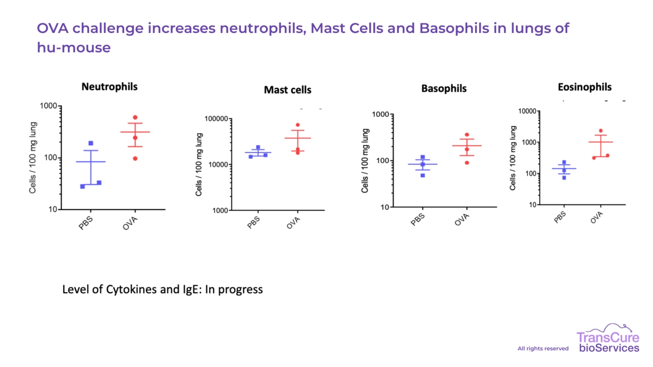 OVA challenge increases neutrophils, Mast Cells and Basophils in lungs of hu-mouse