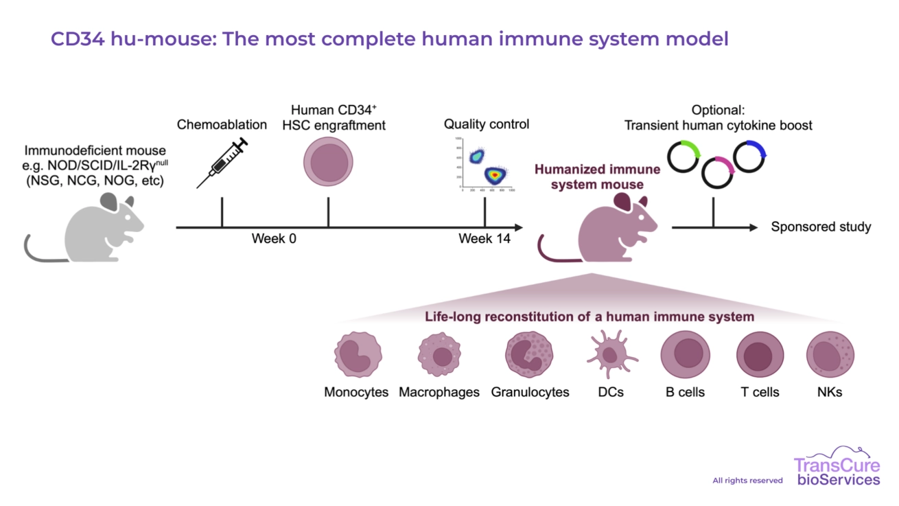 CD34 hu-mouse: The most complete human immune system model