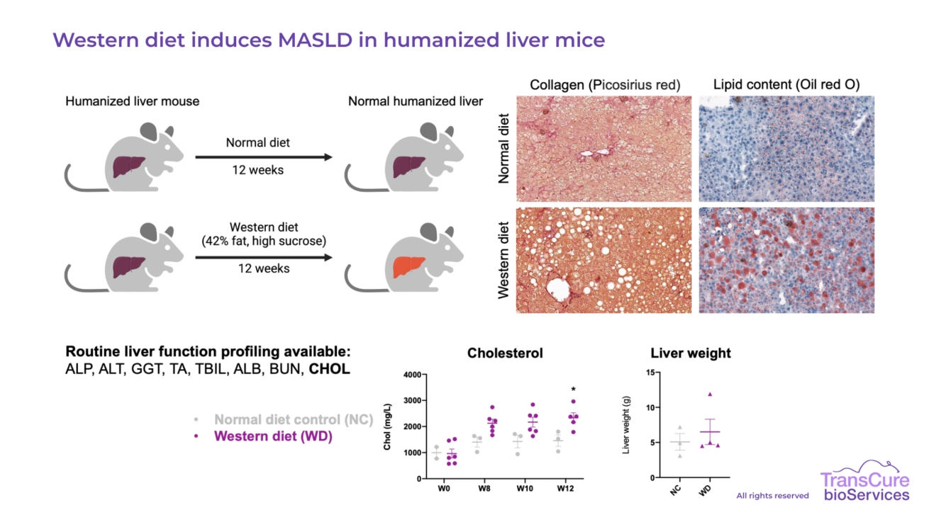 Western diet induces MASLD in humanized liver mice