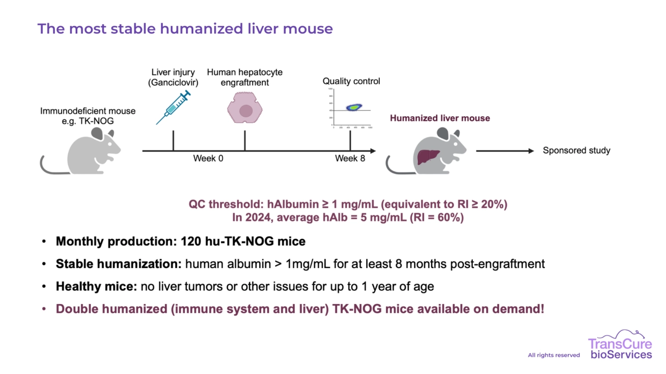 The most stable humanized liver mouse