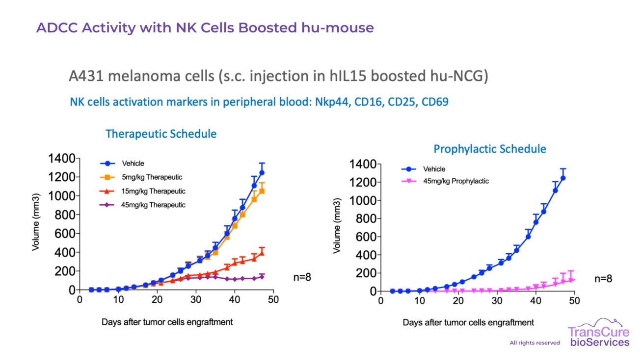 ADCC Activity with NK Cells Boosted hu-mouse