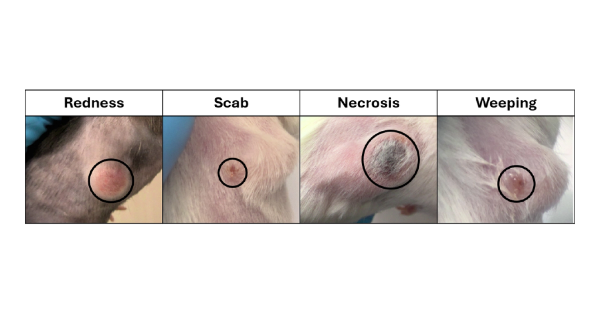 Figure 3 : Examples of subcutaneous tumors that are ulcerated or in the process of ulcerating